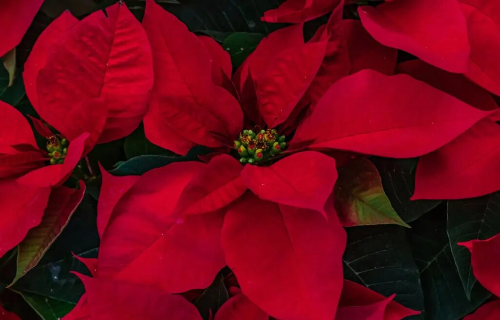 Come curare la Stella di Natale: ecco il trucco del giardiniere