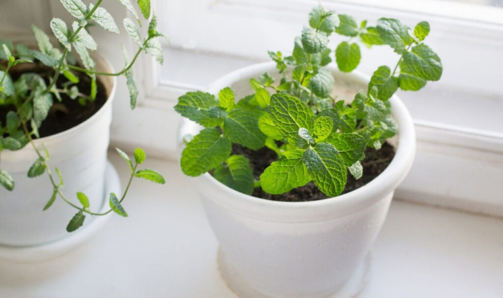 Mai coltivare la menta in vaso senza conoscere questa regola